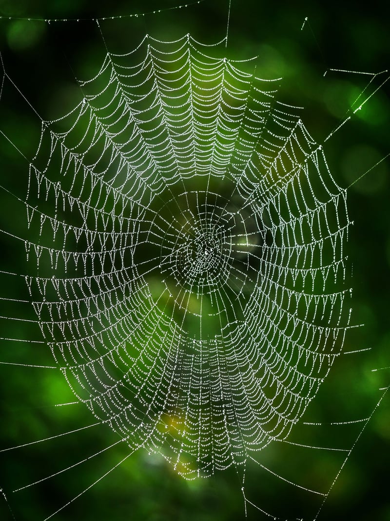Professional Network